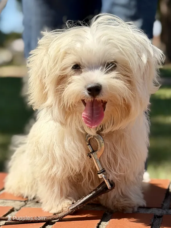 Trained Hermes – Maltese puppy for sale in Durham, NC