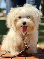 Trained Hermes, a male Maltese for sale in Durham, NC – 1 of 6