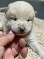 Foxy’s cream female , a female Shiba Inu for sale in Durham, NC – 10 of 10