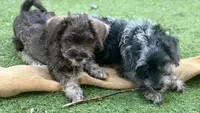 Trained Luke, a male Schnoodle for sale in Durham, NC – 4 of 5