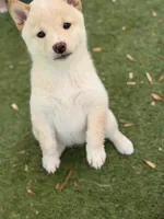 Foxy’s cream female , a female Shiba Inu for sale in Durham, NC – 5 of 10