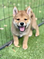 AKC petite red male, a male Shiba Inu for sale in Durham, NC – 6 of 9