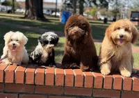 Trained Grover, a male Cockapoo for sale in Durham, NC – 4 of 5