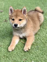 AKC petite red male, a male Shiba Inu for sale in Durham, NC – 4 of 9