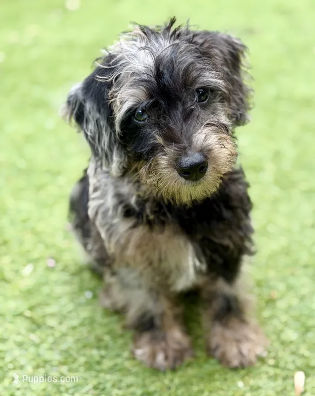 Trained Luke – Schnoodle puppy for sale in Durham, NC