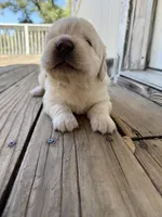 Golden Girl 1, a female Golden Retriever for sale in Pioneer, CA – 2 of 3