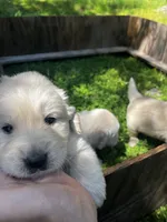 Girl 1 Golden Retriever , a female Golden Retriever for sale in Pioneer, CA – 1 of 2