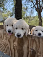 Golden Boy, a male Golden Retriever for sale in Pioneer, CA – 4 of 4
