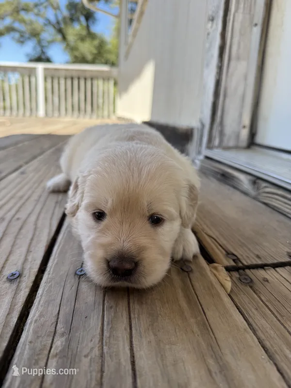 Golden Girl 1 – Golden Retriever puppy for sale in Pioneer, CA