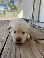 Golden Girl 1, a female Golden Retriever for sale in Pioneer, CA – 1 of 3