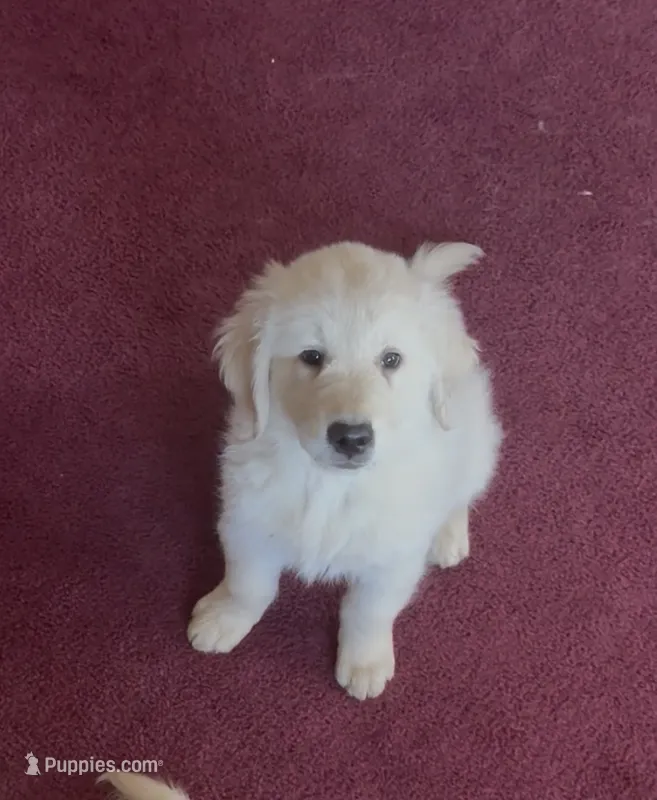 Golden Boy – Golden Retriever puppy for sale in Jackson, CA