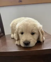 Golden Boy 1, a male Golden Retriever for sale in Pioneer, CA – 3 of 3
