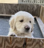 Golden Girl 1, a female Golden Retriever for sale in Pioneer, CA – 1 of 4