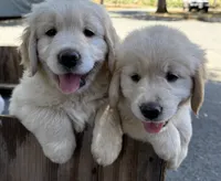 Golden Girl 1, a female Golden Retriever for sale in Pioneer, CA – 2 of 4