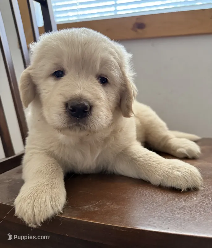 Golden Girl 1 – Golden Retriever puppy for sale in Pioneer, CA