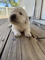 Golden Girl 1, a female Golden Retriever for sale in Pioneer, CA – 3 of 3