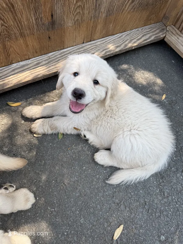 Golden Boy – Golden Retriever puppy for sale in Pioneer, CA