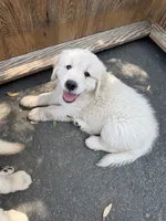 Golden Boy, a male Golden Retriever for sale in Pioneer, CA – 1 of 4