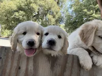 Golden Boy, a male Golden Retriever for sale in Pioneer, CA – 3 of 4