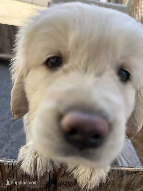Golden Boy 1 – Golden Retriever puppy for sale in Pioneer, CA