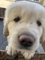 Golden Boy 1, a male Golden Retriever for sale in Pioneer, CA – 1 of 3
