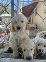 Golden Boy 1, a male Golden Retriever for sale in Pioneer, CA – 2 of 3