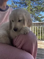 Girl 1 Golden Retriever , a female Golden Retriever for sale in Pioneer, CA – 2 of 2