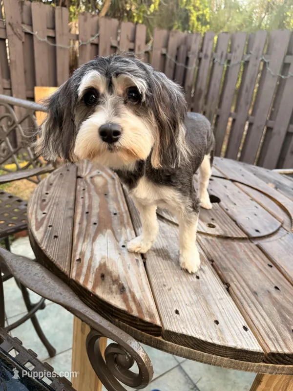 Kirby, a male Morkie for sale in West Palm Beach, FL – Photo 1 of 7