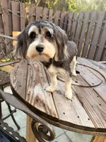 Kirby, a male Morkie for sale in West Palm Beach, FL – Photo 1 of 7