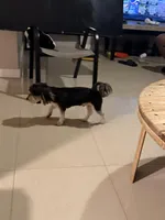 Kirby, a male Morkie for sale in West Palm Beach, FL – Photo 4 of 7