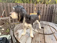 Kirby, a male Morkie for sale in West Palm Beach, FL – Photo 3 of 7