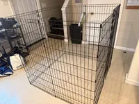 Kirby, a male Morkie for sale in West Palm Beach, FL – Photo 7 of 7