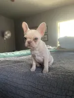 Delilah, a female French Bulldog for sale in Edmond, OK – Photo 2 of 5