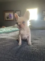 Delilah, a female French Bulldog for sale in Edmond, OK – Photo 1 of 5