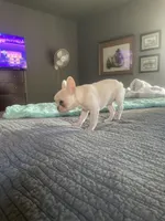 Delilah, a female French Bulldog for sale in Edmond, OK – Photo 5 of 5