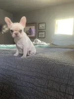 Delilah, a female French Bulldog for sale in Edmond, OK – Photo 3 of 5