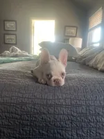 Bigge, a male French Bulldog for sale in Edmond, OK – Photo 2 of 3