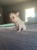 Bigge, a male French Bulldog for sale in Edmond, OK – Photo 3 of 3