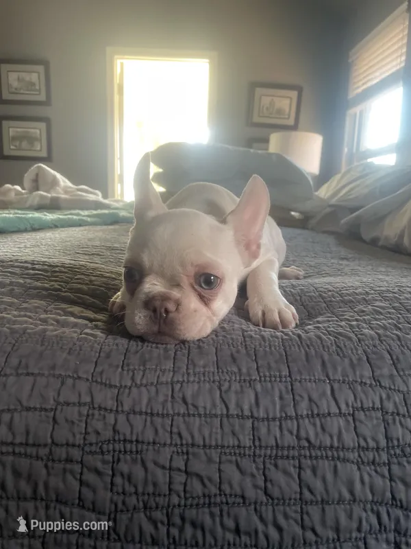 Bigge – French Bulldog puppy for sale in Edmond, OK