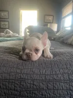 Bigge, a male French Bulldog for sale in Edmond, OK – Photo 1 of 3