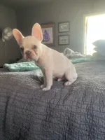 Snoopy, a male French Bulldog for sale in Edmond, OK – Photo 4 of 4