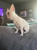 Snoopy, a male French Bulldog for sale in Edmond, OK – Photo 3 of 4