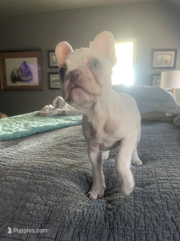 Snoopy – French Bulldog puppy for sale in Edmond, OK
