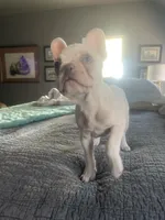Snoopy, a male French Bulldog for sale in Edmond, OK – Photo 1 of 4