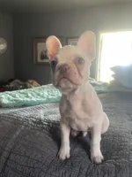 Snoopy, a male French Bulldog for sale in Edmond, OK – Photo 2 of 4