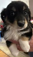 Red, a male Australian Shepherd for sale in Fort Morgan, CO – 3 of 3
