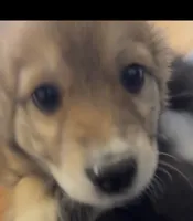 Carmel Swirl, a female Australian Shepherd for sale in Fort Morgan, CO – 2 of 5