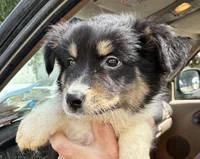 Two, a female Australian Shepherd for sale in Fort Morgan, CO – 3 of 3