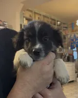 Bear, a male Australian Shepherd for sale in Fort Morgan, CO – 3 of 4