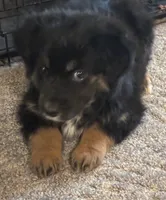 Little man, a male Australian Shepherd for sale in Fort Morgan, CO – Photo 2 of 4